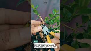 Bonsai Wire Removal Tool Technique Explained #bonsai #gardening #plantcare