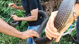 Download Lagu Monster Mamba !!! MP3