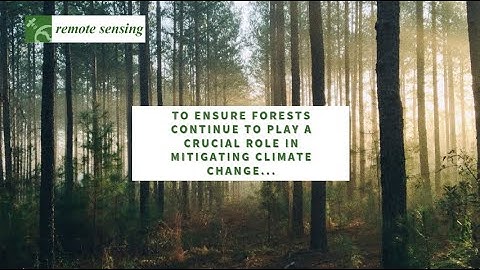 Phone based measurement algorithm to assess forest health