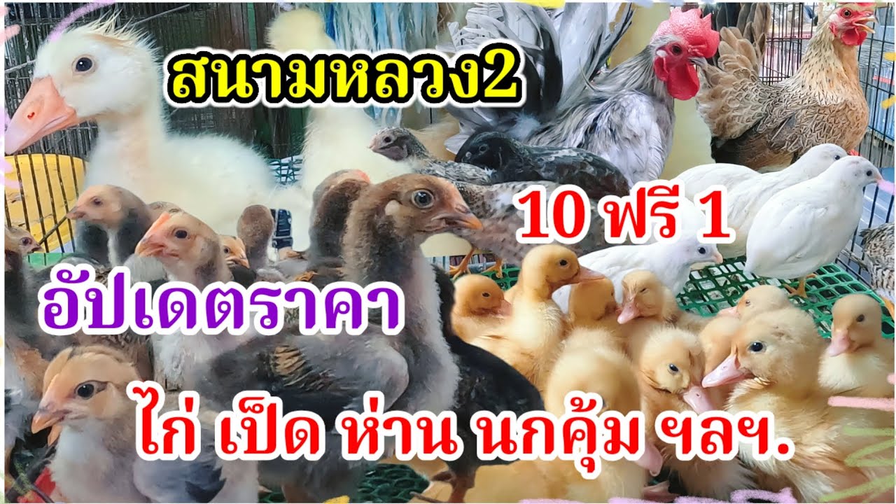 อัปเดตราคา ไก่ เป็ด ห่าน นกคุ้ม ไก่หายาก ฯลฯ. สนามหลวง2 ร้านป้านัน 