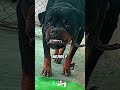 Three Strongest Dog Breeds #dog #animals
