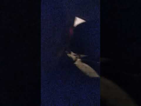 Смешное видео, алкаши спят и пьют.