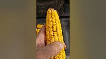 Wapsie Valley corn update