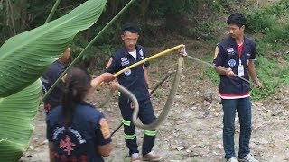 King Cobra caught near the Villa on Samui| Королевскую кобру поймали рядом с виллой на Самуи