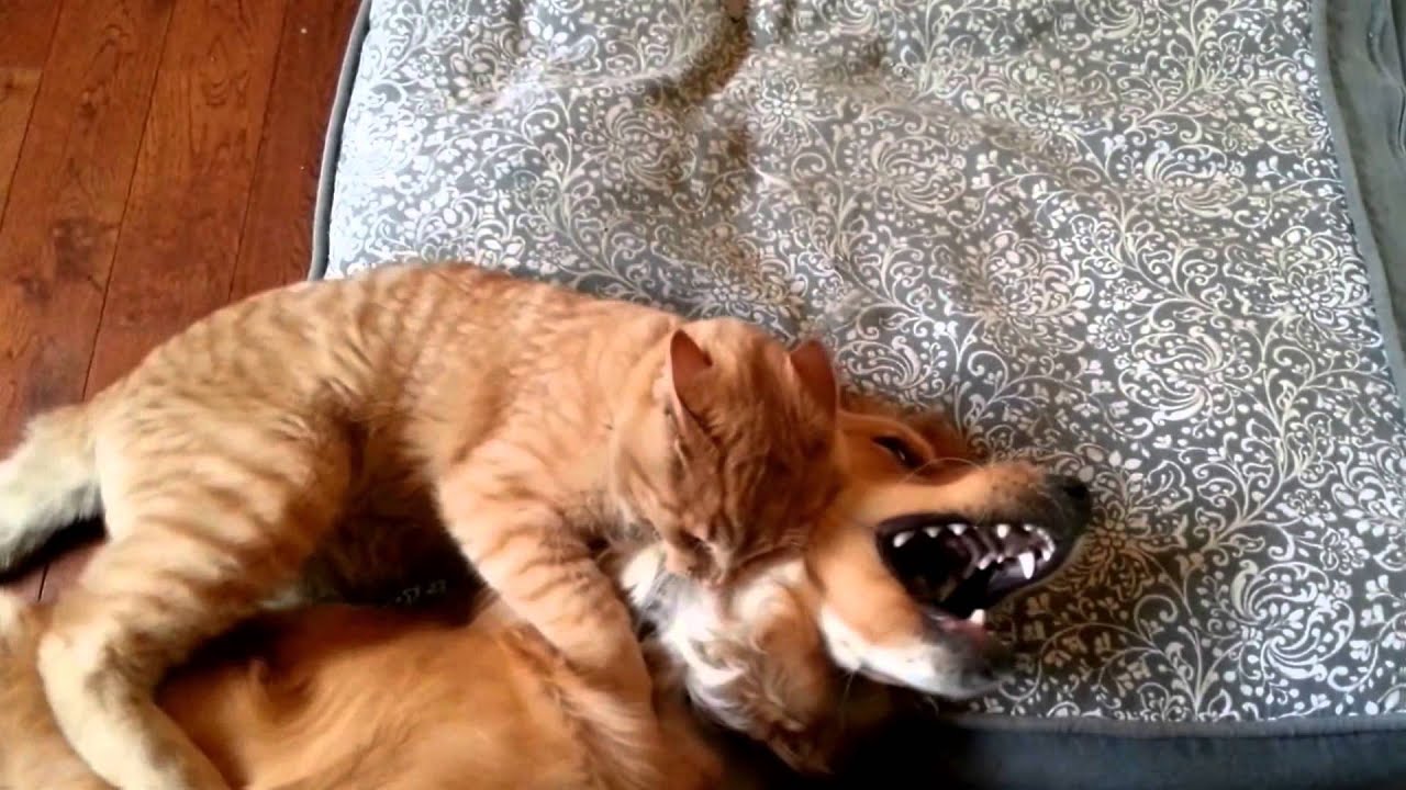 Cat beats up Dog (and she like - YouTube