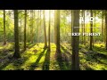 Forest sounds  relaxing natural space with the sound of birds