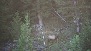 Heavy 6 x 6 Montana Bull Elk Amongst His Herd #Trims