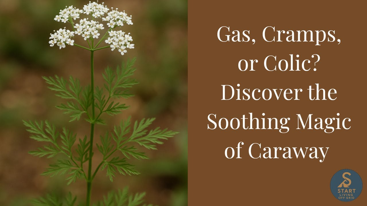 Gas, Cramps, or Colic? Discover the Soothing Magic of Caraway