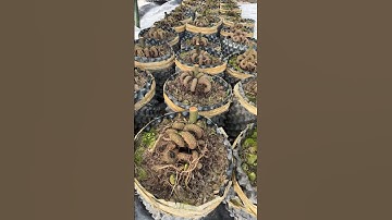 Mai gốc nhớt củ đế mẫu cây con rùa