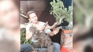 How to bend bonsai for newbies