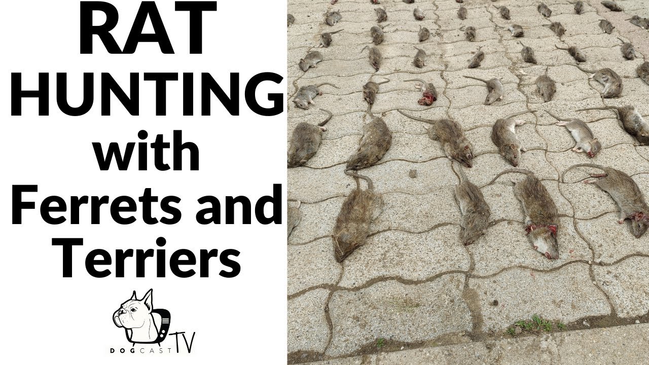 Rat Hunting With Ferrets And Terriers! Dogcasttv!
