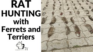 Rat Hunting With Ferrets And Terriers Dogcasttv