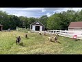 Goats (mostly) come when called