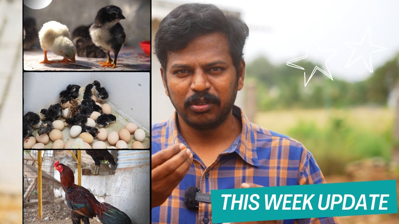 நீங்கள் இதுவரை கண்டிராத கோழி வளர்ப்பு இதுதான்