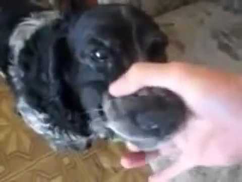 funny angry dog song youtube hqdefault funny angry dog song youtube