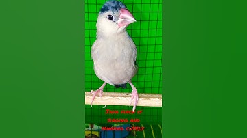 my cute Java finch is yawning and singing 🎶 sweetly