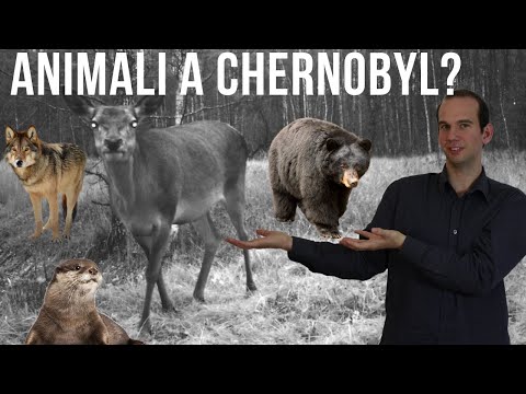 Video: La Natura Di Chernobyl è Fiorente: Gli Scienziati Registrano Che La Zona Di Esclusione è Piena Di Animali - Visualizzazione Alternativa