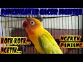 Pancingan Love bird Fighter Gacor Ngekek Panjang | LB Ngetik Auto Yang Lain Pasti Ngekek !!!