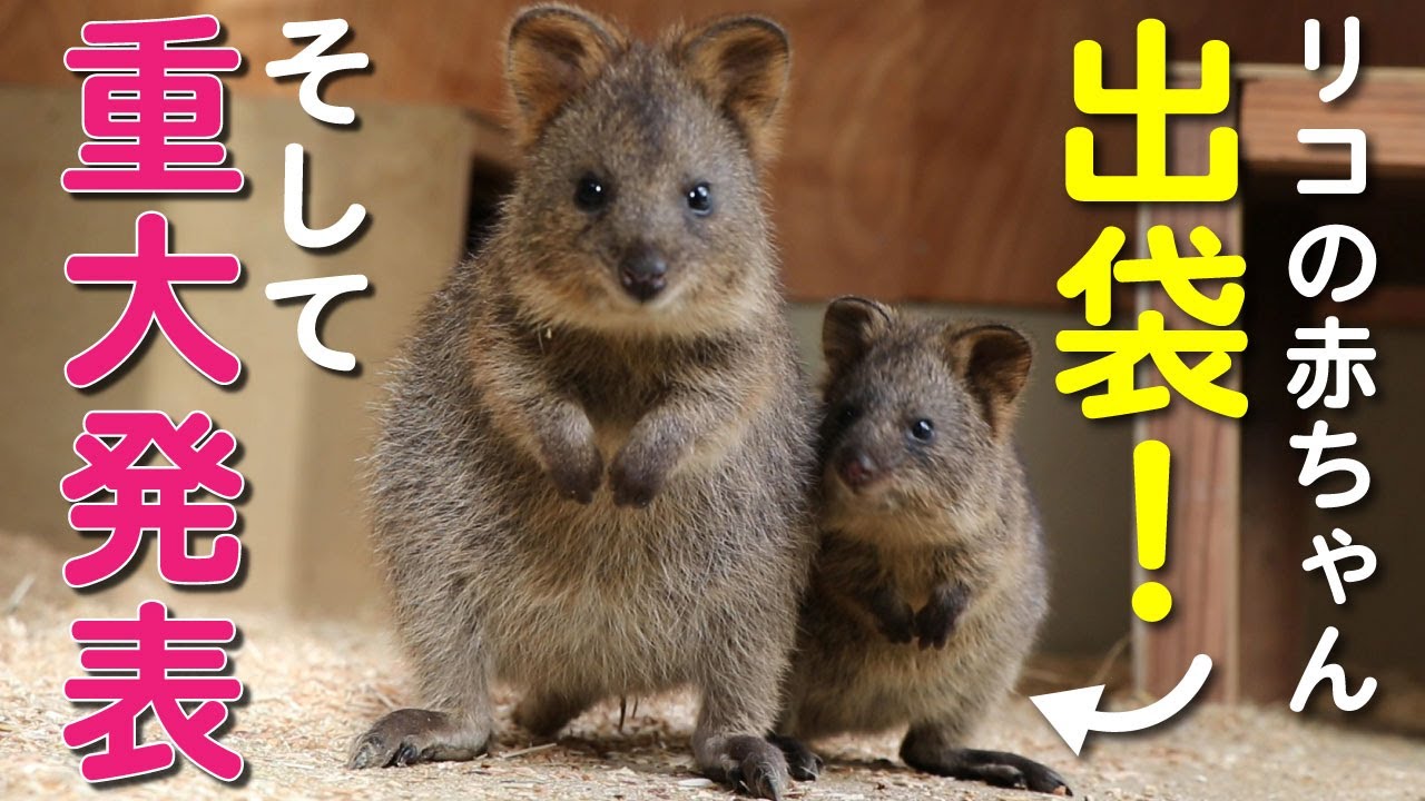 クアッカワラビーの動画 画像 動画検索 マイルドサイト