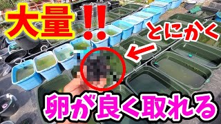 メダカの卵が大量に取れる‼️ミプラスのころたまボールにBigタイプ新登場‼️鰭長.キッシングも取れます❗安らぎAQUAちゃんねる