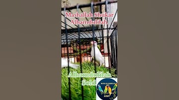 Albino Red Eyes Java Sparrow Phatte Sold#mab_aviary_karachi