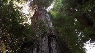nos necesitamos los árboles secoya gigantes