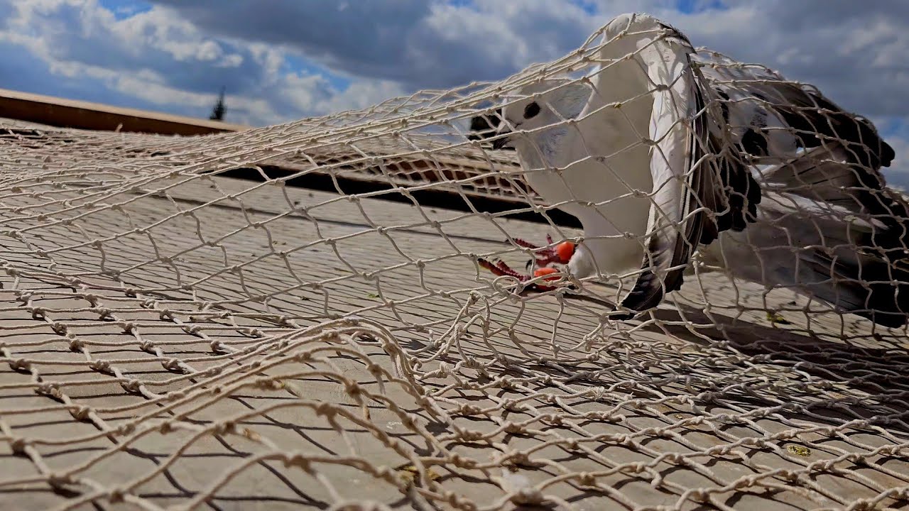 ضيعنا طير 😱🔥 وصدنا طير 🤔✂️