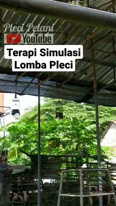 Simulasi lomba pleci untuk terapi mental pleci anda