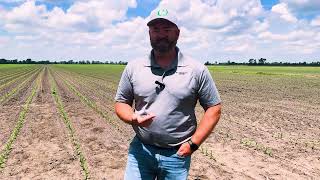 Spring Crop Update: Corn, Soybeans, and Wheat in the Southeast with Concept AgriTek