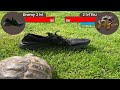 Turtles vs shoes  rpg turtle meme