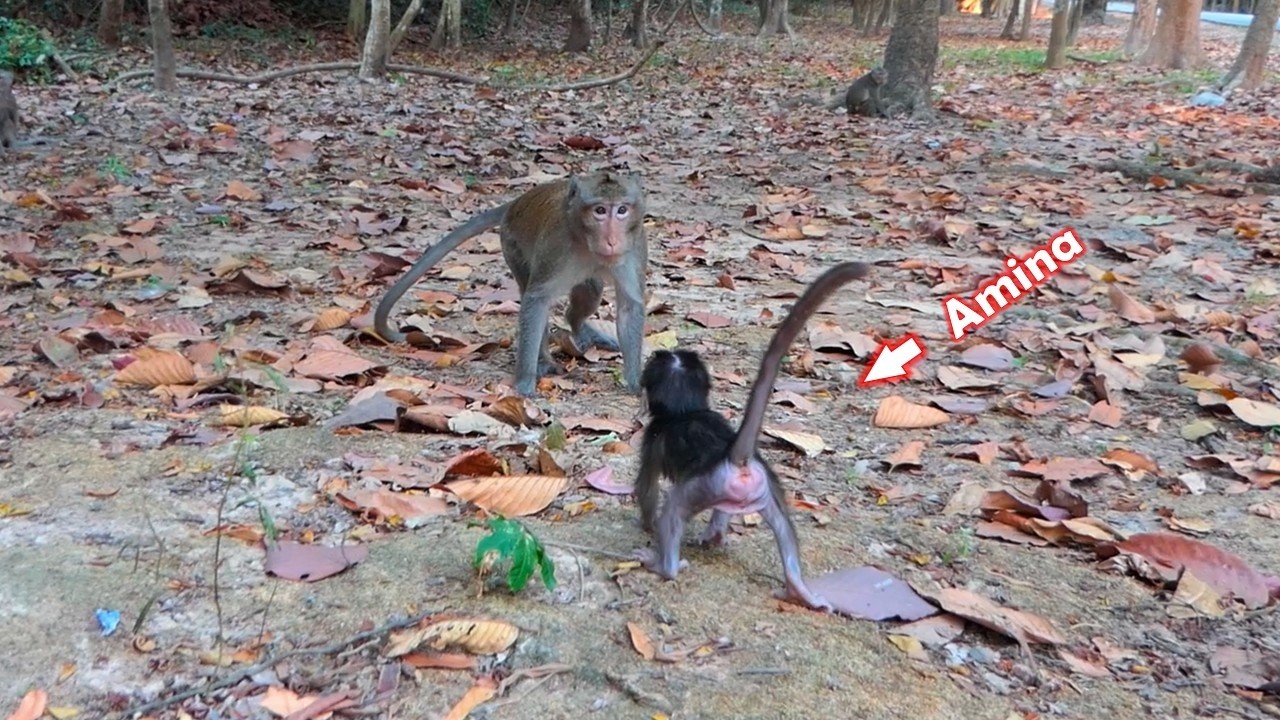 She just wanted to get close to Tony, but was rejected