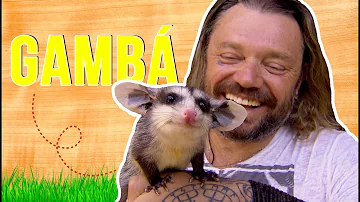 O que o gambá solta?