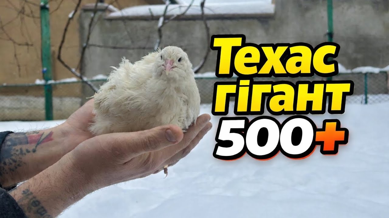  Маточне стадо 500+ 