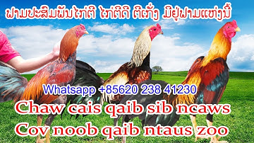 Qaib sib ncaws : Chaw cais qaib sib ncaws Ywj Pheej Farm - Noob qaib ntaus zoo Tel/Wha 020 23841230