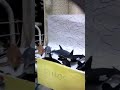 Shelves of my toy dolphins and whales