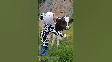 Little Girl Sings To Baby Calf ViralHog 