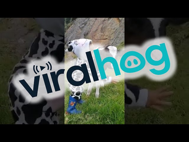 Little Girl Sings To Baby Calf || ViralHog class=