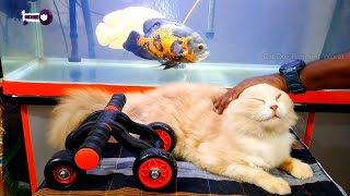 😼my cat playing me and fish #cat #catvideos #catlover #catplaying by Cat Dog Funniest World  1,257 views 1 year ago 21 minutes
