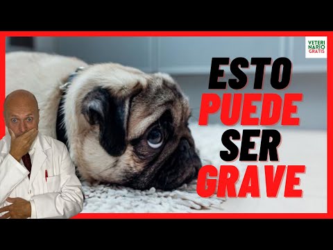Video: Por Qué Mi Perro Nunca Será Criado En La Perrera [en Cualquier Lugar]