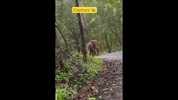 Elephant 🐘 attacks Athirapalli waterfall  people not go safe ride #shorts#elephantattack#kerala ￼