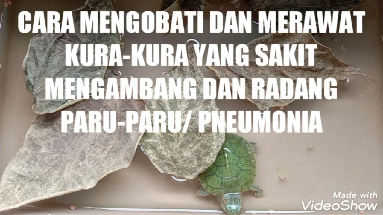 TIPS CARA MENGOBATI DAN MERAWAT KURA-KURA YANG SAKIT MENGAMBANG DAN