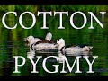 The Enchanting World of the Cotton Pygmy Goose