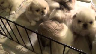 Hope and Derek's Pekingese puppies 5 weeks