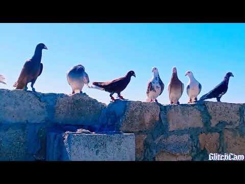 اغاني محمد الشيخ مع حمام ابو احمدو 