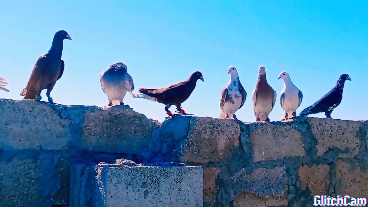 اغاني محمد الشيخ مع حمام ابو احمدو