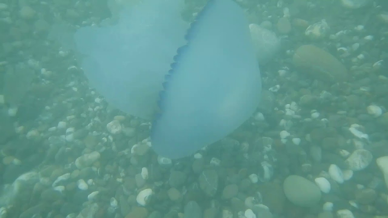 Rhizostoma pulmo / Barrel Jellyfish