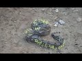 Python Vs Porcupine. Unbelievable