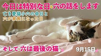 生まれ変わりの猫 Youtube