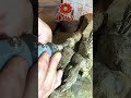 Carving Ancient Gold: The Making of the "Instant Success" Nanmu Ebony Tea Table 🏛️✨