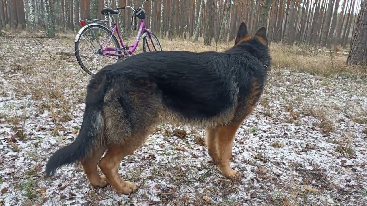 Немецкая овчарка Майер 17.12.2025